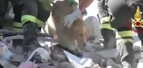 ЧУДО В АМАТРИЧЕ: Откриха куче, оцеляло 9 дни под отломките на къща (ВИДЕО)
