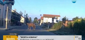 "Моята новина": Ужасяващо превозване на кон (ВИДЕО)