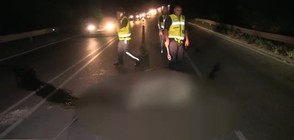 Крави на пътя предизвикаха тежка катастрофа (ВИДЕО+СНИМКИ)