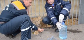 Лъвче се разходи само из центъра на град Уфа в Русия