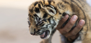 Четири тигърчета се родиха едновременно в зоопарка в Пазарджик (ВИДЕО)