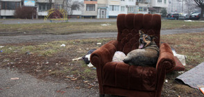 Готвят нови мерки за намаляване на бездомните кучета