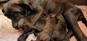 Женско куче роди 17 кученца (СНИМКИ)