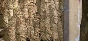 Тютюнопроизводители излизат протест