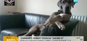 Куче гледа гузно след провинение (ВИДЕО)