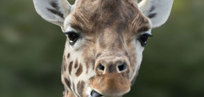 Почина най-възрастният жираф в света