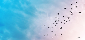 Десетки птици паднаха от небето в района на Бостън