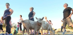 Йога с… кози (ВИДЕО)