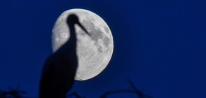 Луната влияе върху земетресенията, твърдят учени