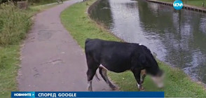 СПОРЕД GOOGLE: Кравите имат право на лична неприкосновеност (ВИДЕО)