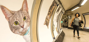 Котки превзеха лондонското метро (СНИМКИ)