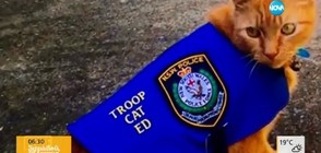 Котка започна работа в полицията (ВИДЕО+СНИМКИ)