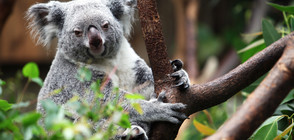Коала сираче се утешава с плюшена „майка”