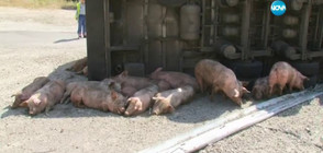 Кой открадна 30 румънски прасета от магистралата?