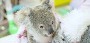 Бебе коала се възстановява след инцидент, при който умира майка му