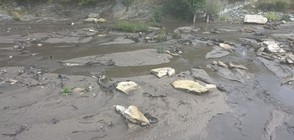 Полша мобилизира военнослужещи да чистят 10 тона измряла риба от река Одер