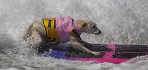 Кучета на състезание със сърфове (ВИДЕО+СНИМКИ)
