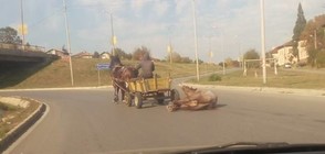 Влачат вързан за каруца кон по асфалта в Перник