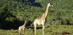 Бебе жираф разцелува репортерка по време на жив ефир (ВИДЕО)