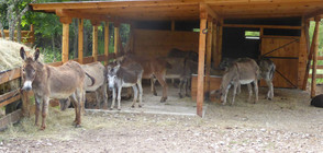 Швейцарци откриват първия приют за магарета в България (СНИМКИ)