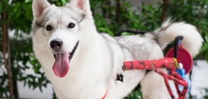 Най-щастливото куче в инвалидна количка (ГАЛЕРИЯ)