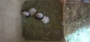 Двете бебета панди от Виенската зоологическа градина отвориха очи (ВИДЕО)