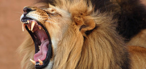 Два мъжки лъва избягаха от зоопарка в Лайпциг
