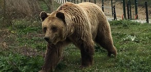 МИСИЯ: Български екип спасява мечки в Албания (ВИДЕО+СНИМКИ)