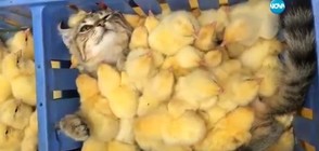 Пиленца правят сутрешен масаж на сънливо коте (ВИДЕО)