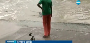Жена прогони крокодил с джапанка (ВИДЕО)