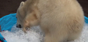 Колко радост може да донесе басейн с лед на едно полярно мече? (ВИДЕО)