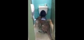Кенгуру похапва… тоалетна хартия (ВИДЕО)