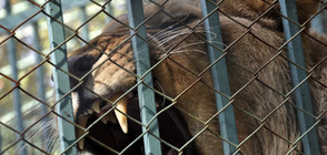 2-годишен лъв - най-новият обитател на зоокъта в Хасково (ГАЛЕРИЯ)
