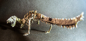 20 невероятни оригами животни (ГАЛЕРИЯ)