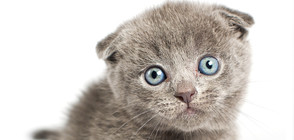 Коте, оцеляло при урагана Матю, разтопи сърцата на хиляди в интернет (СНИМКА)