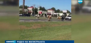 Крави затвориха магистрала в САЩ (ВИДЕО)