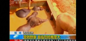 Три слона бяха спасени от резервоар, пълен с вода (ВИДЕО)