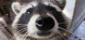 Бебета еноти - най-новите обитатели на варненския зоопарк (ВИДЕО+СНИМКИ)