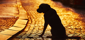 Глутница кучета потроши кола в Турция (ВИДЕО)