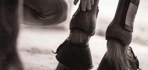 Жена вкара коня си в магазин (ВИДЕО)