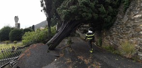 Мощна буря изкорени огромни дървета в Италия (ВИДЕО+СНИМКИ)