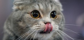 На котешка изложба (ГАЛЕРИЯ)