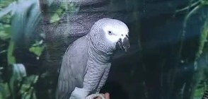 Папагали влизат в час (ВИДЕО+СНИМКИ)
