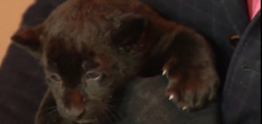 Черни ягуарчета от рядък вид се родиха в руски зоопарк (ВИДЕО)