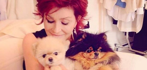 Шарън Озбърн харчи хиляди лири за самолетни билети на кучетата си (СНИМКИ)