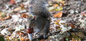 Есен в Лондон (СНИМКИ)