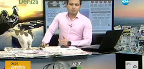 Котка в студиото на турска телевизия (ВИДЕО)