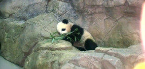 Три панди скоро ще бъдат върнати от САЩ на Китай (ВИДЕО)