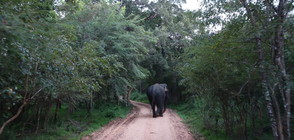 “Без багаж“ сред дивите слонове на Шри Ланка