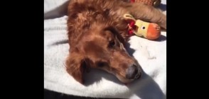 Десетки дариха пари за лечението на куче, болно от рак (ВИДЕО)